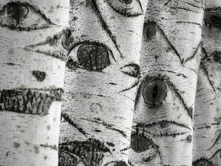 Video Clip of RADCO Dancing with the Trees